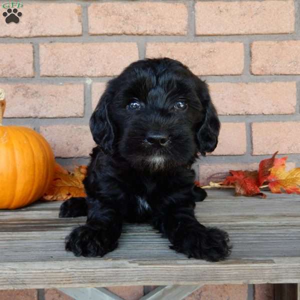 Molly, Mini Labradoodle Puppy