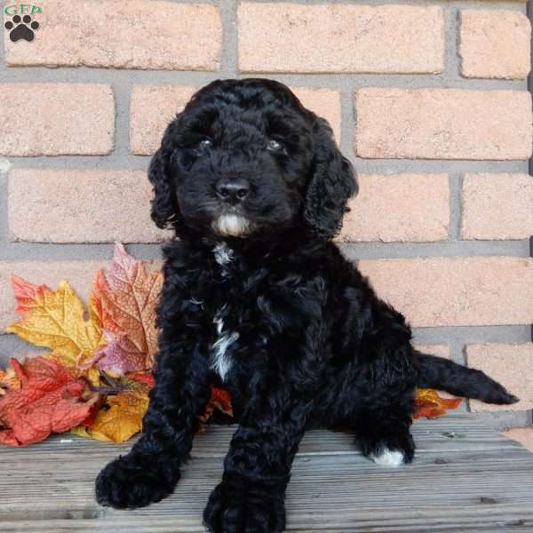 Charles, Mini Labradoodle Puppy