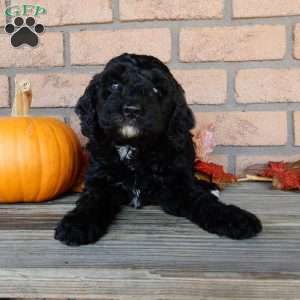 Charles, Mini Labradoodle Puppy