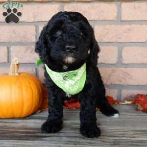 Charles, Mini Labradoodle Puppy