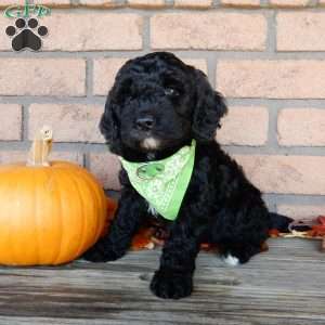 Charles, Mini Labradoodle Puppy