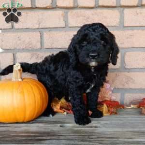 Charles, Mini Labradoodle Puppy