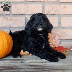 Charles, Mini Labradoodle Puppy