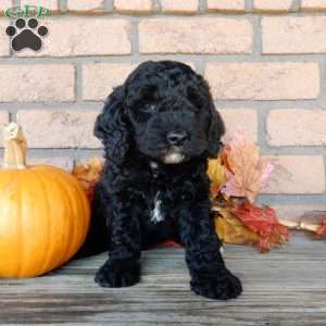 Charles, Mini Labradoodle Puppy