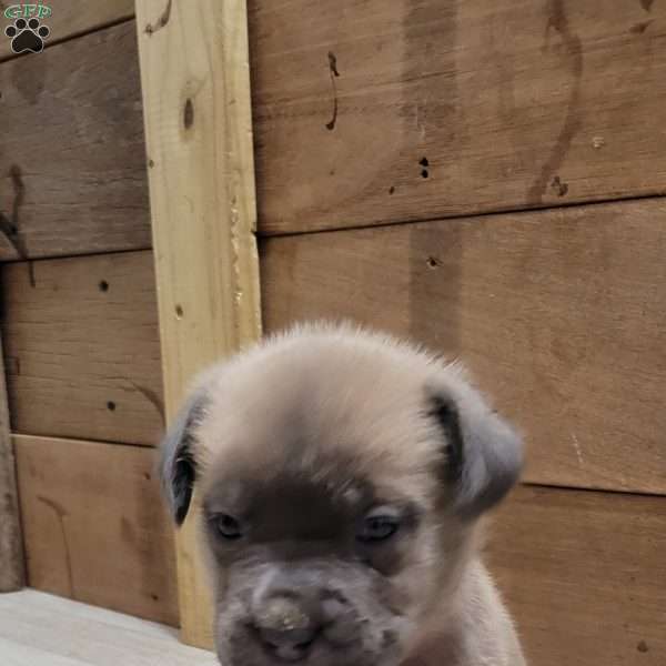 Pink, Cane Corso Puppy