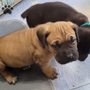 Orange, Cane Corso Puppy