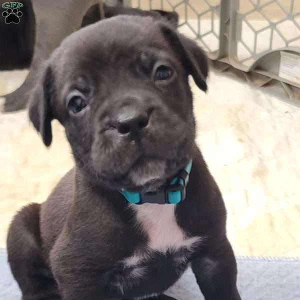 Teal, Cane Corso Puppy