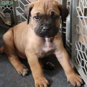 Orange, Cane Corso Puppy