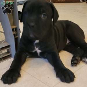 Red, Cane Corso Puppy