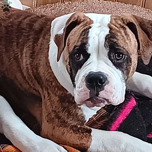 Muriel, American Bulldog Puppy