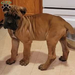 Orange, Cane Corso Puppy