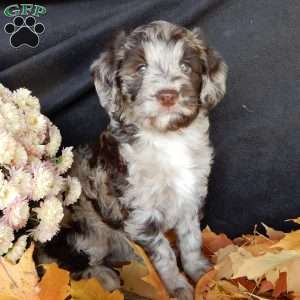 Carly, Mini Labradoodle Puppy