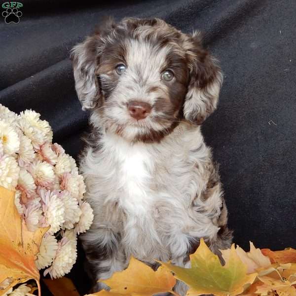 Carly, Mini Labradoodle Puppy