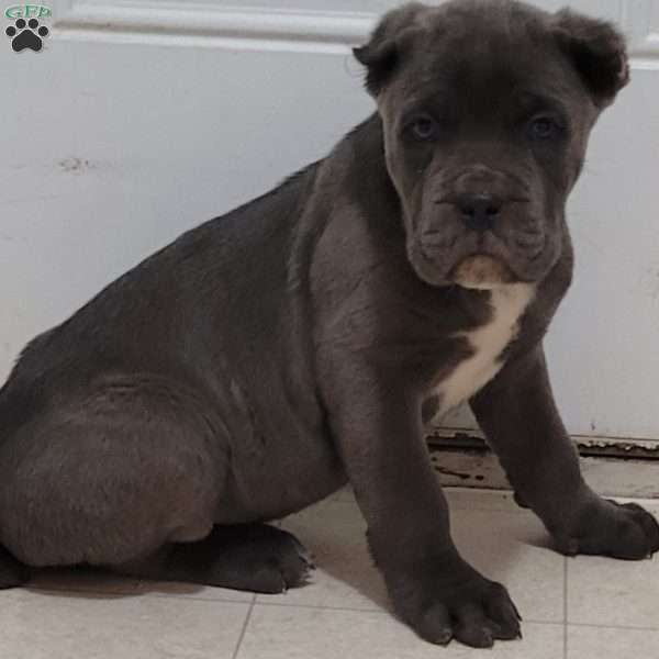 Steal, Cane Corso Puppy