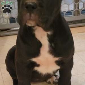 Onex, Cane Corso Puppy