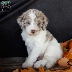 Corky, Mini Labradoodle Puppy