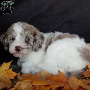 Corky, Mini Labradoodle Puppy