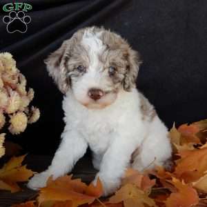 Corky, Mini Labradoodle Puppy