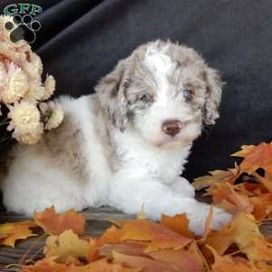 Corky, Mini Labradoodle Puppy