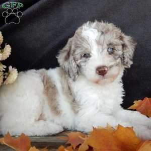 Corky, Mini Labradoodle Puppy