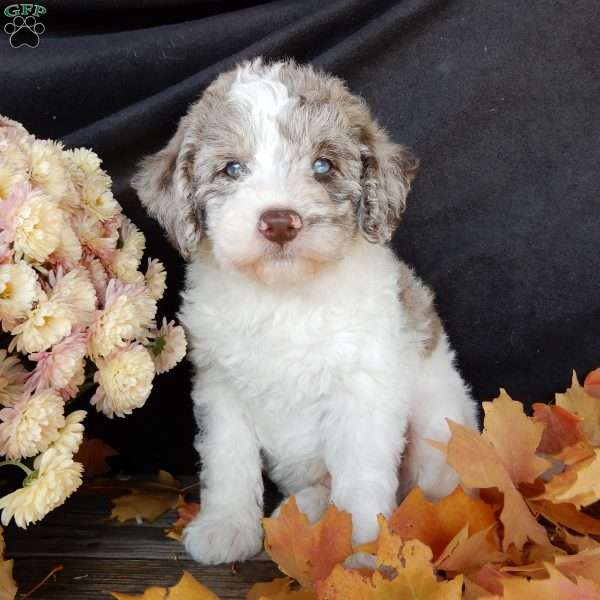 Corky, Mini Labradoodle Puppy