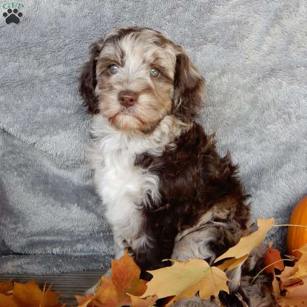 Carmen, Mini Labradoodle Puppy