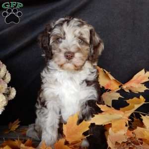 Carmen, Mini Labradoodle Puppy