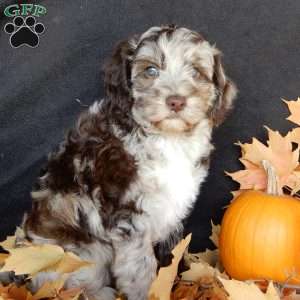 Carmen, Mini Labradoodle Puppy