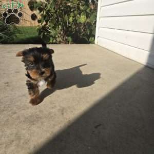 Jimmy, Morkie / Yorktese Puppy