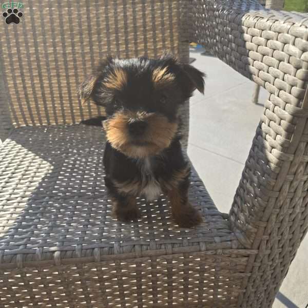 Jimmy, Morkie / Yorktese Puppy