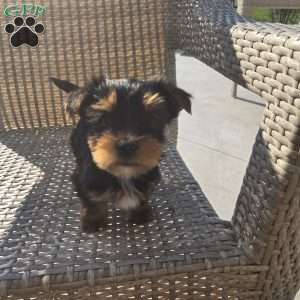 Jimmy, Morkie / Yorktese Puppy