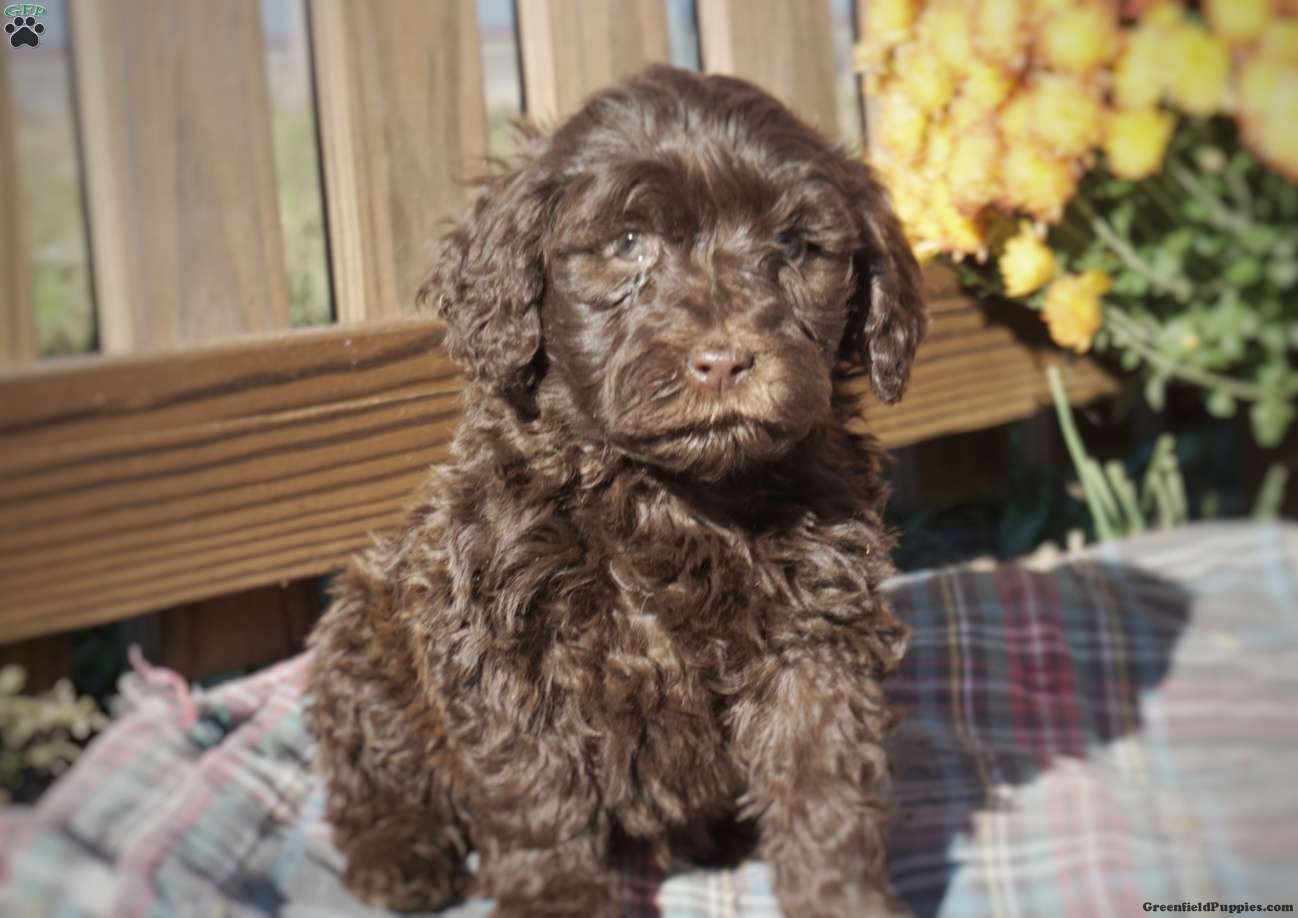 Lily Portuguese Water Dog Puppy For Sale in Pennsylvania
