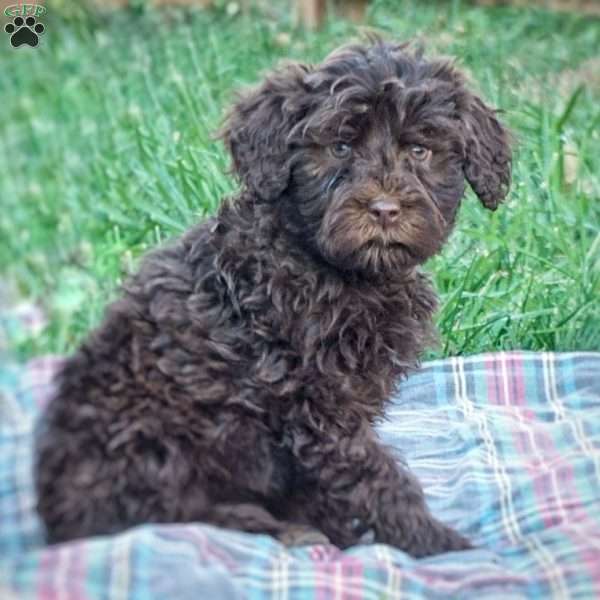 Lily, Portuguese Water Dog Puppy