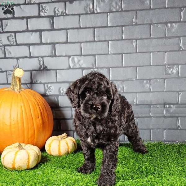 Monty, Cavapoo Puppy