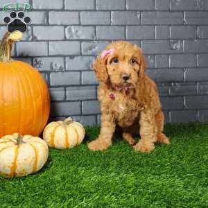 Mindy, Cavapoo Puppy