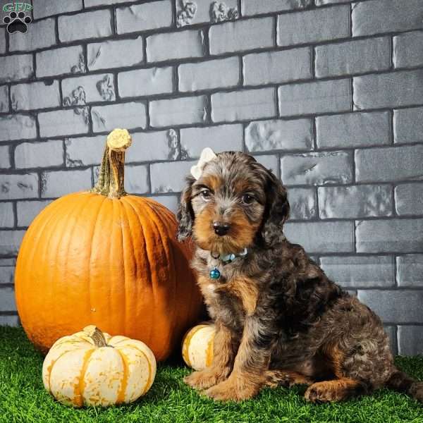 Mia, Cavapoo Puppy