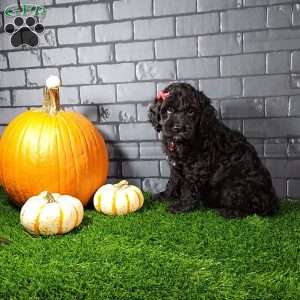 Monty, Cavapoo Puppy