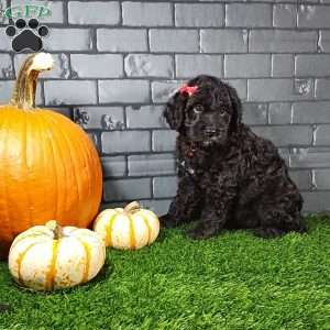 Monty, Cavapoo Puppy