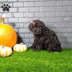 Monty, Cavapoo Puppy