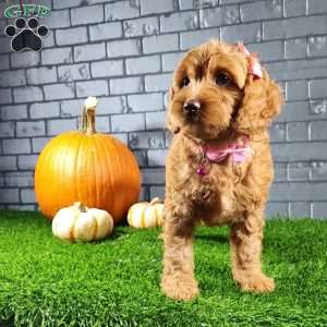 Mindy, Cavapoo Puppy