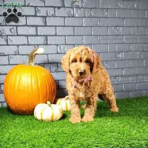 Mindy, Cavapoo Puppy