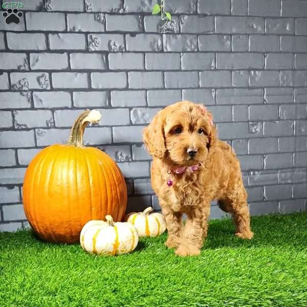 Mindy, Cavapoo Puppy