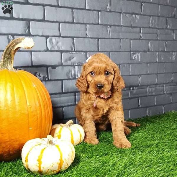 Millie, Cavapoo Puppy