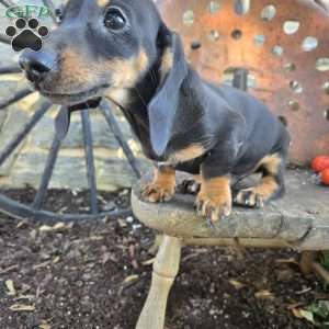 Drew, Dachshund Puppy