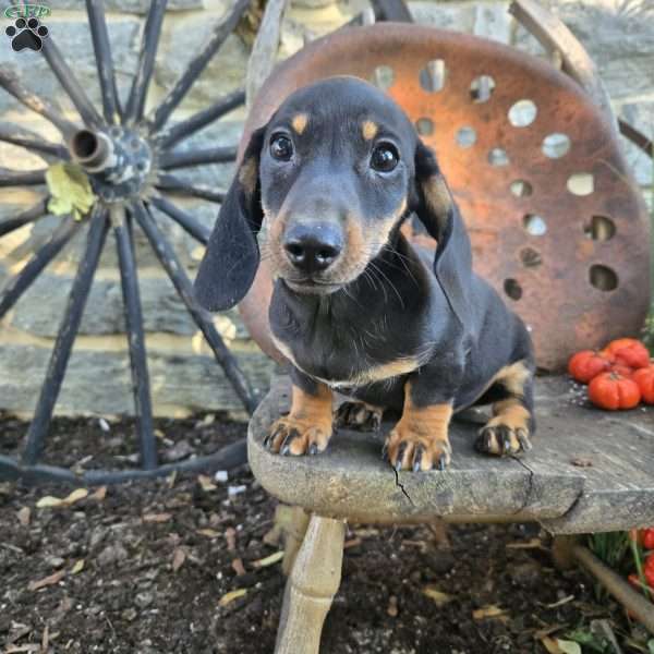 Drew, Dachshund Puppy