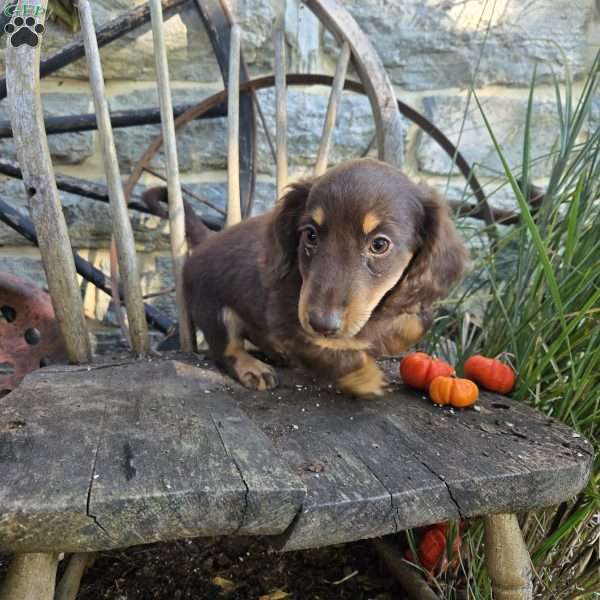 Dreamer, Dachshund Puppy