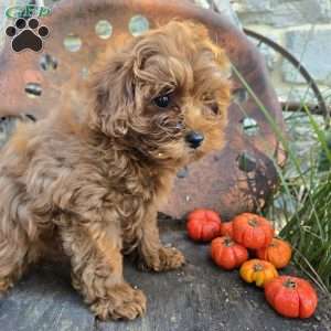 Lil Bear, Cavapoo Puppy