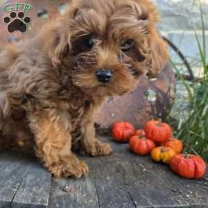 Lil Bear, Cavapoo Puppy