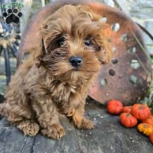 Lil Bear, Cavapoo Puppy