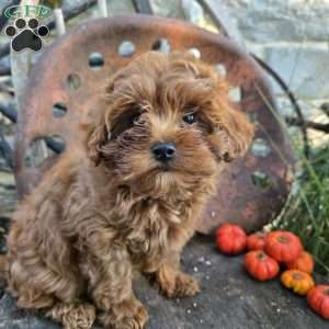 Lil Bear, Cavapoo Puppy